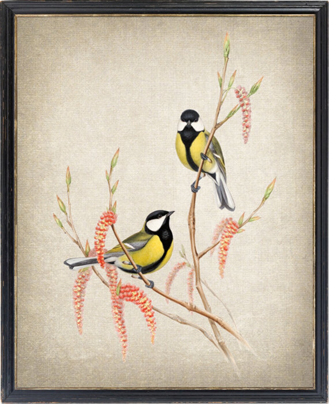 Great Tit Birds and Botanical Vintage Art Print