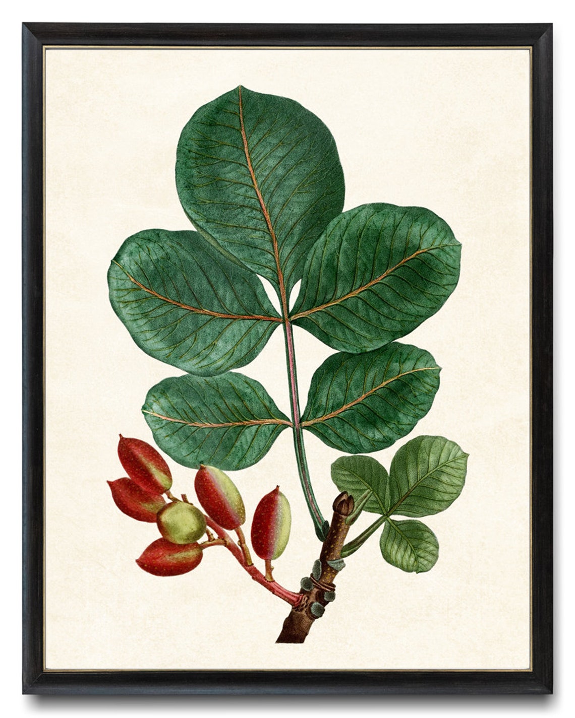 Pistachio Tree Branch Red Fruit Vintage Botanical Illustration Print - Image 4