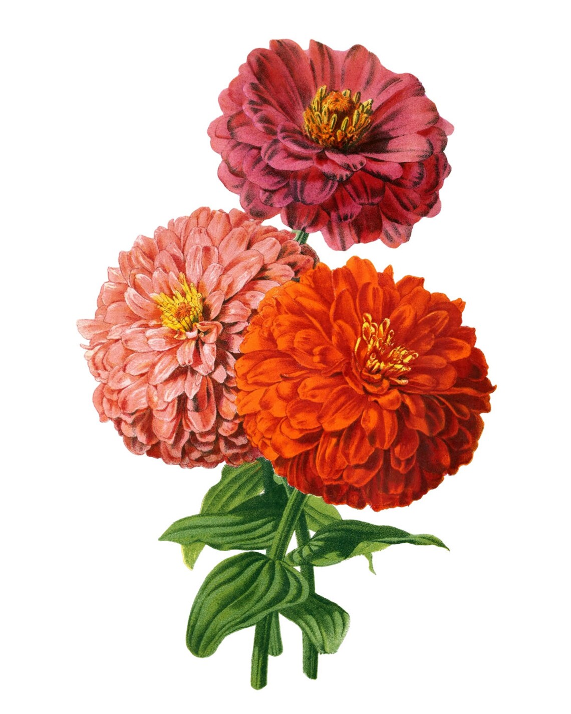 Pink and Red Zinnias Vintage Floral Art Print - Image 2