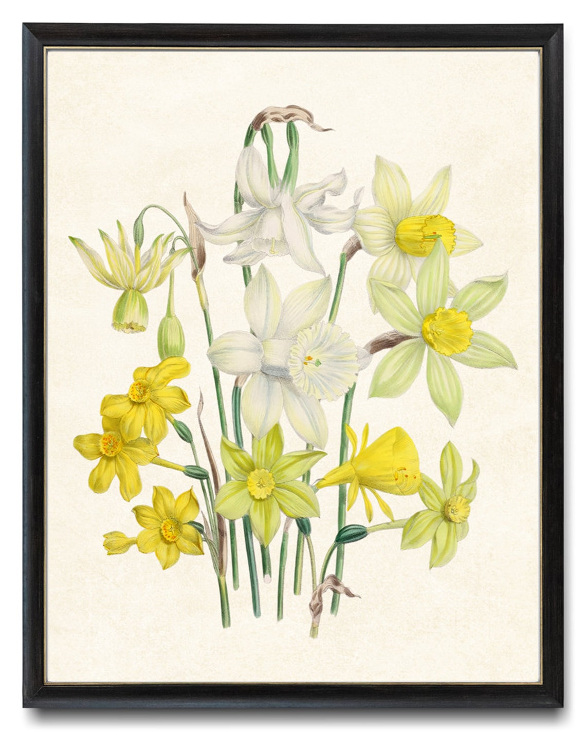 Garden Daffodils Vintage Botanical Narcissus Flower Art Poster