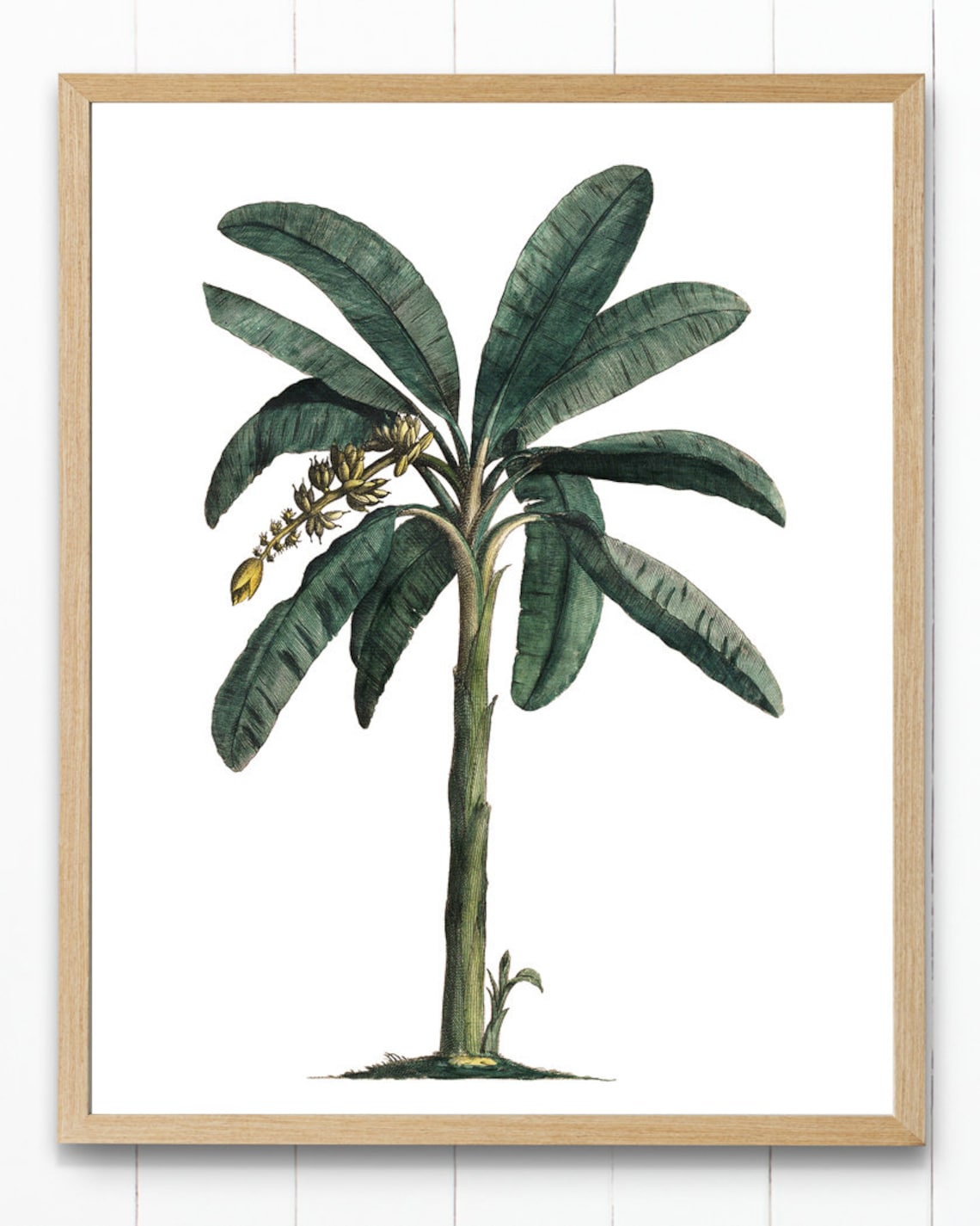 Tropical Banana Plant Vintage Illustration Art Print - Image 3