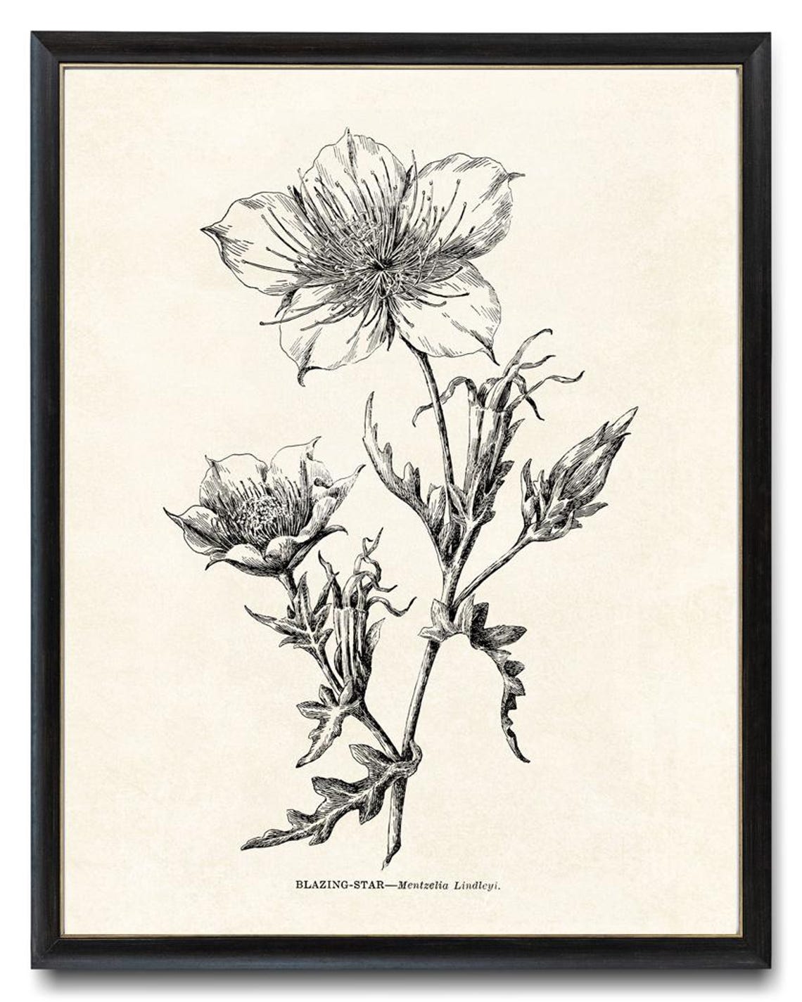 Blazing Star Mentzelia Lindleyi Vintage Botanical Line Art Poster