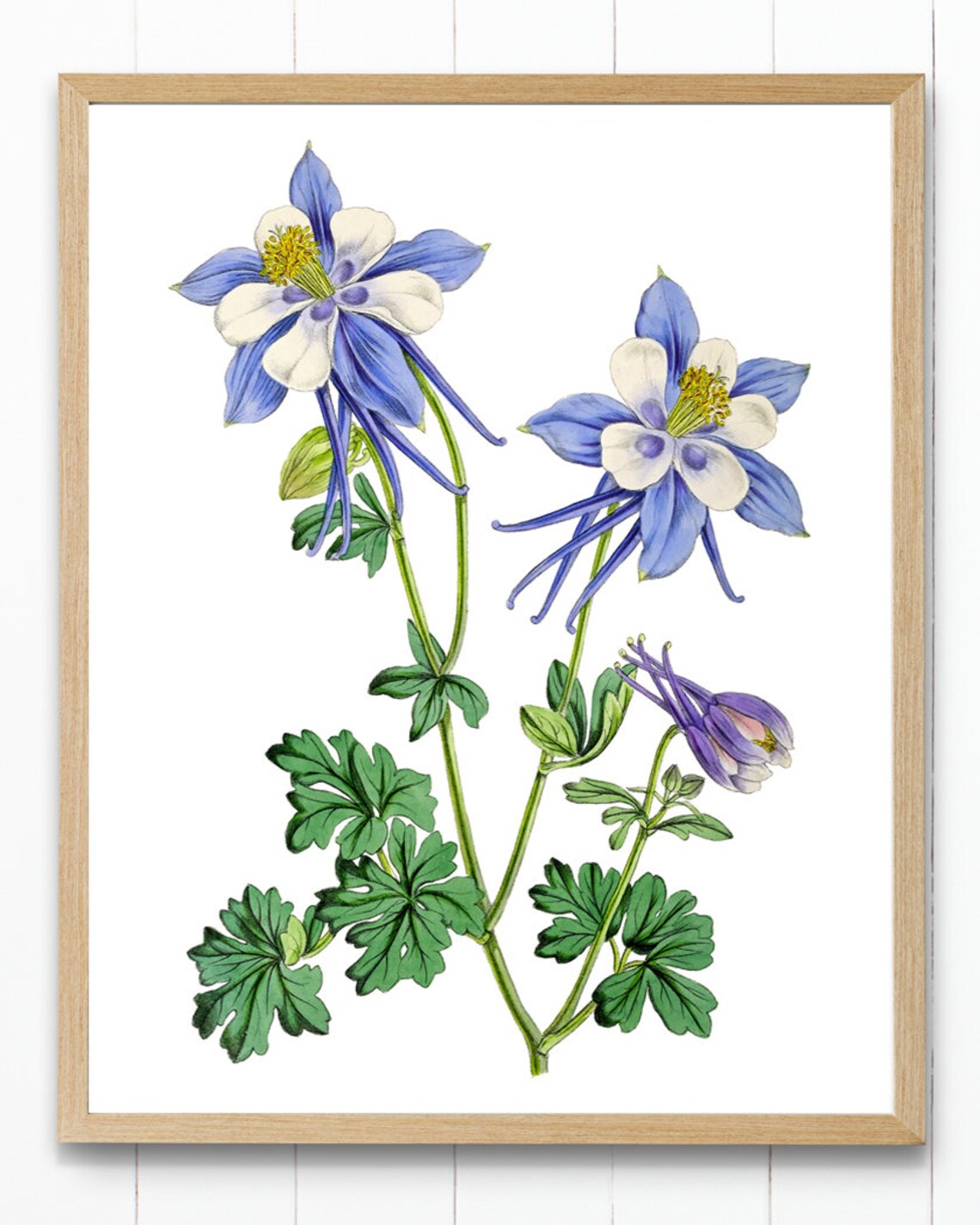 Blue Columbine Vintage Botanical Art Print - Image 4