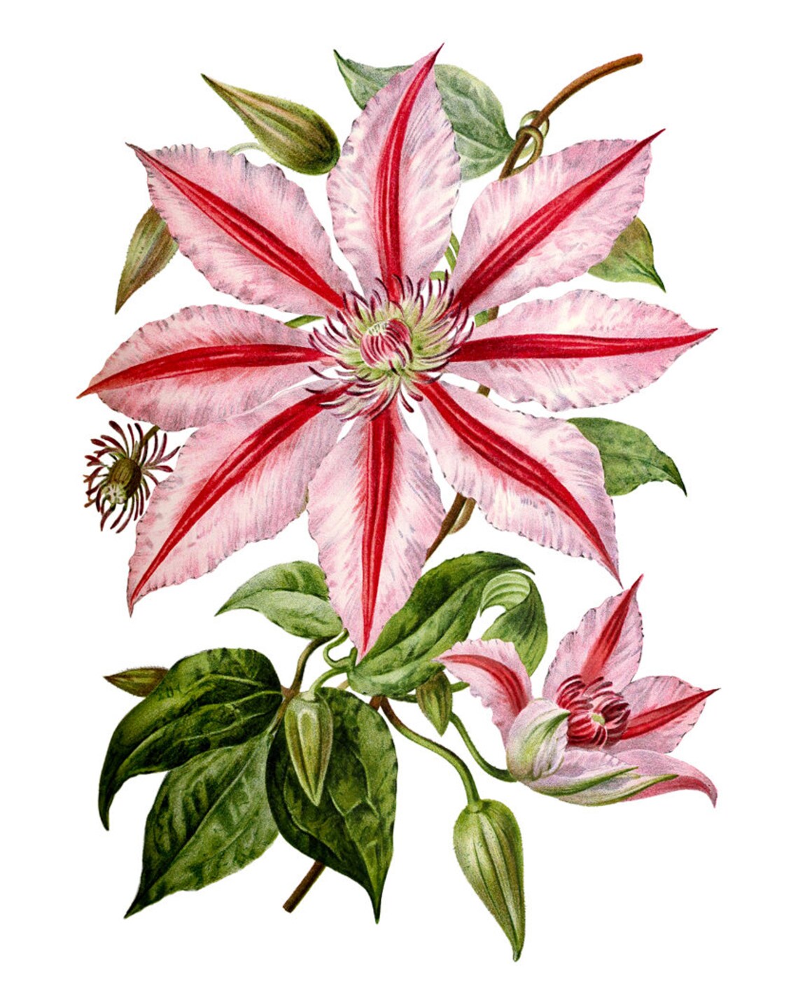 Pink Clematis Vintage Flower Illustration Art Print - Image 2