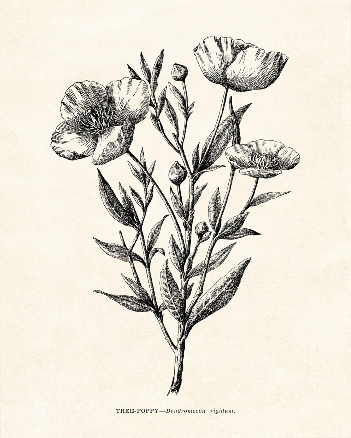 Tree Poppy California Wildflower Vintage Line Art Drawing Wall Art - Image 2