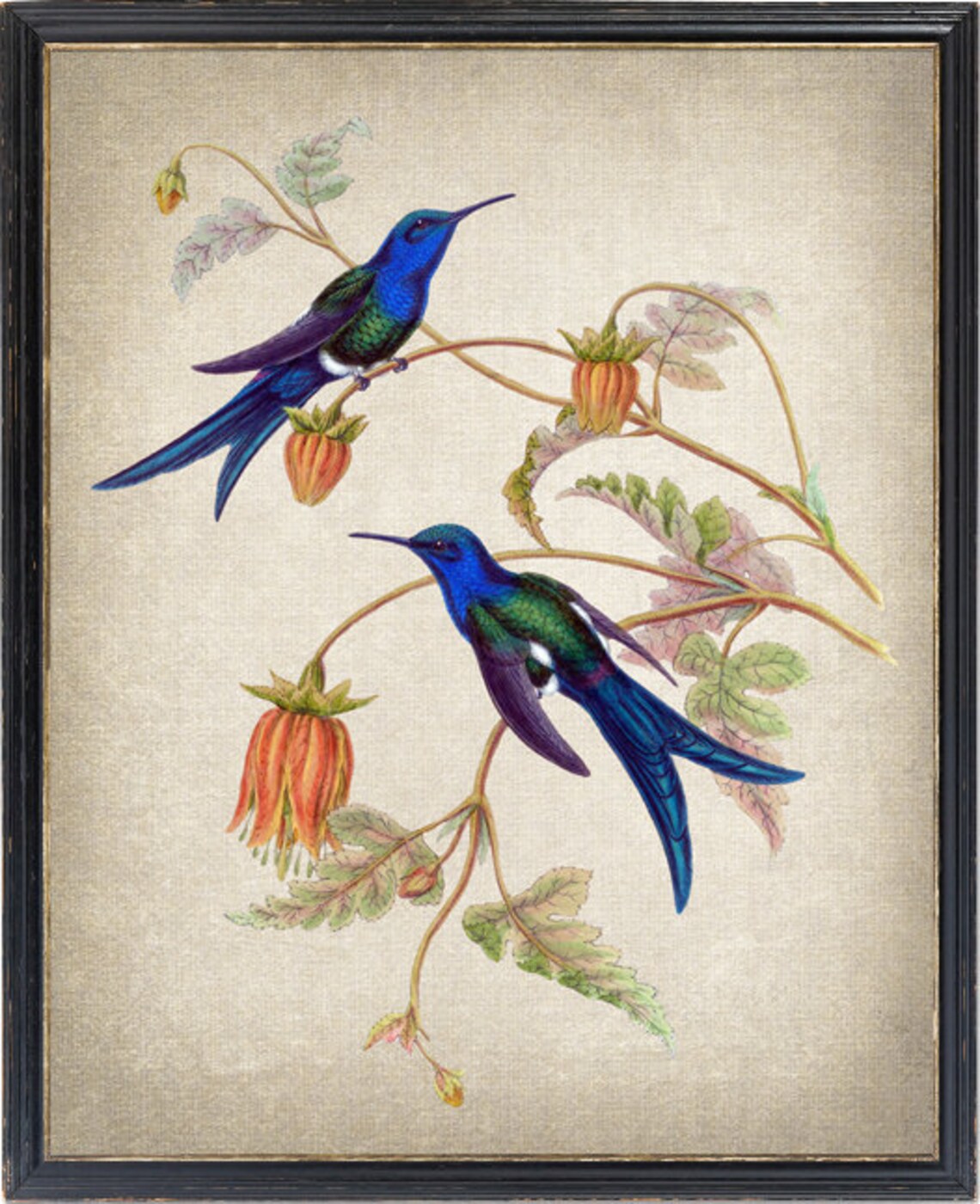 Hummingbird Art Western Swallowtail Vintage Illustration