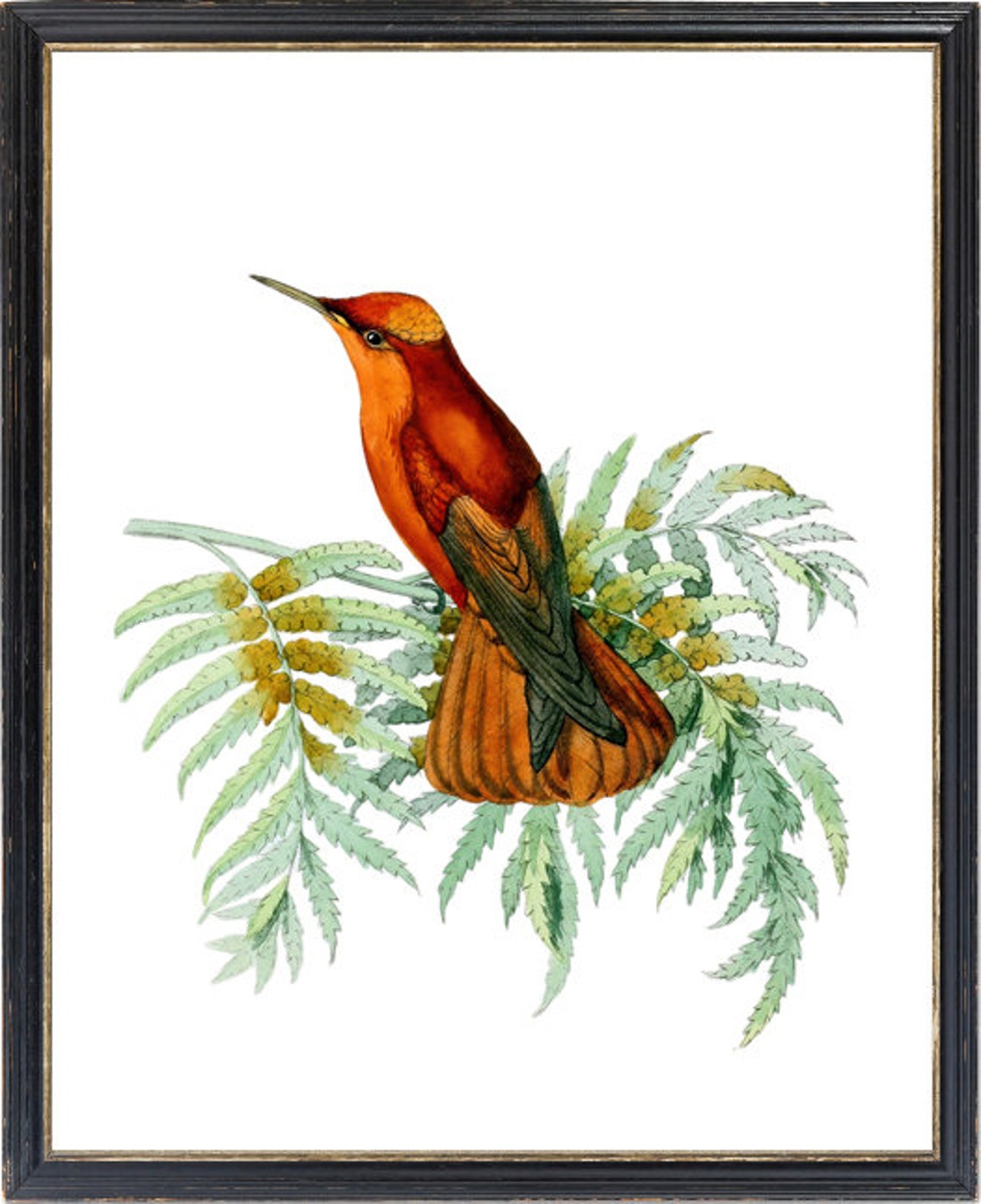 Crimson Hummingbird on Fern Vintage Botanical Illustration Print - Image 3