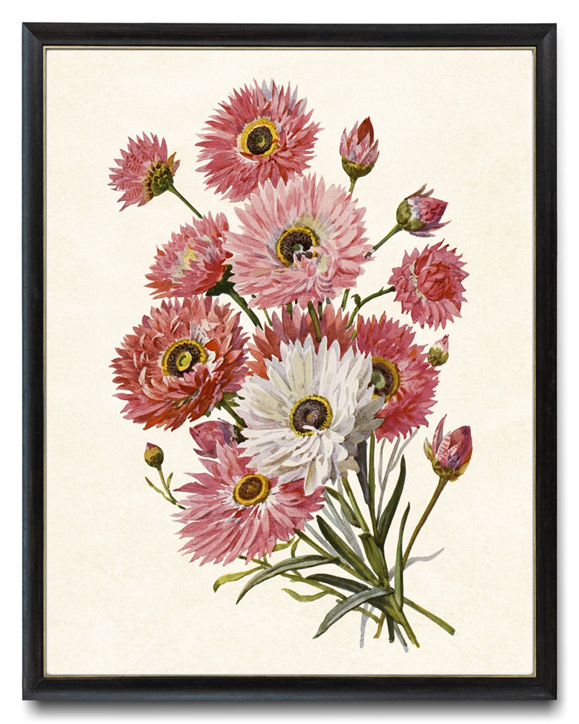 Pink Paper Daisy Vintage Botanical Flower Illustration Poster