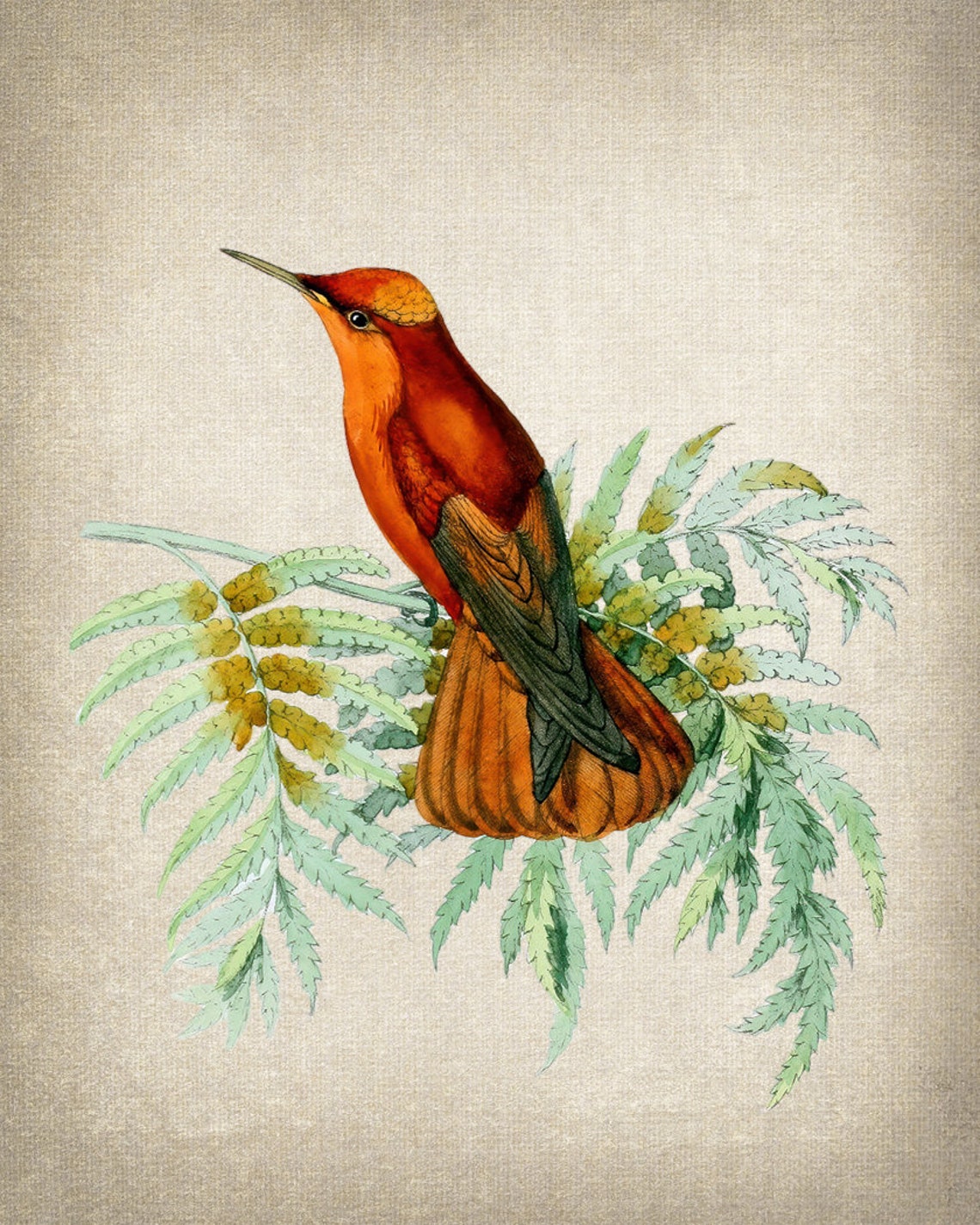 Crimson Hummingbird on Fern Vintage Botanical Illustration Print - Image 2