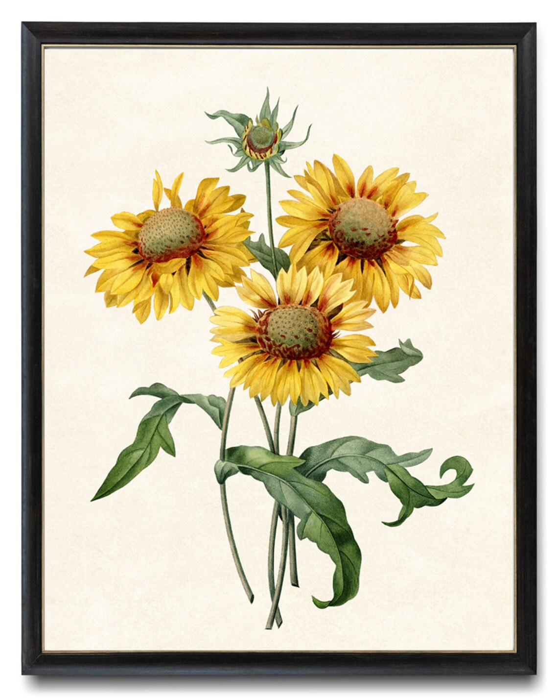 Yellow Gaillardia Vintage Illustration Art Print