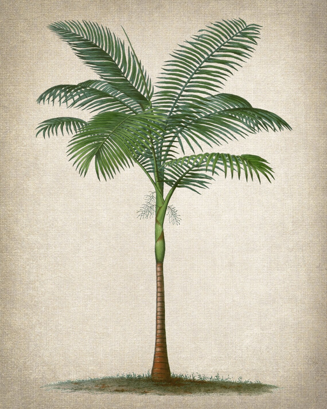 Tropical Palm Tree Print Vintage Illustration Elegant Palm Botanical Wall Art Instant - Image 2