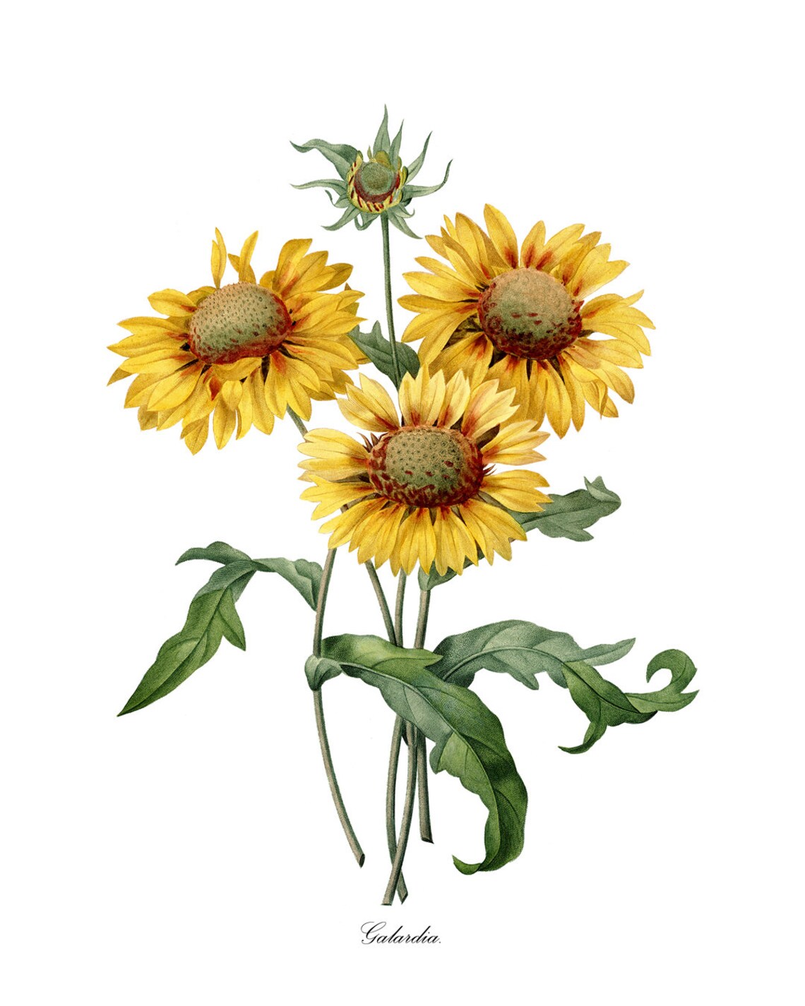 Yellow Gaillardia Blanket Flower Vintage Botanical Illustration Poster - Image 3