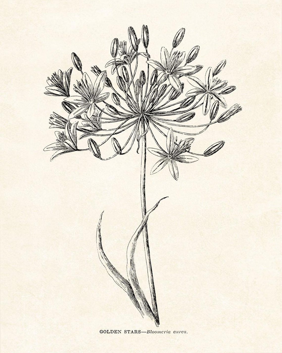Golden Stars Bloomeria Aurea Vintage Botanical Line Drawing Poster - Image 2