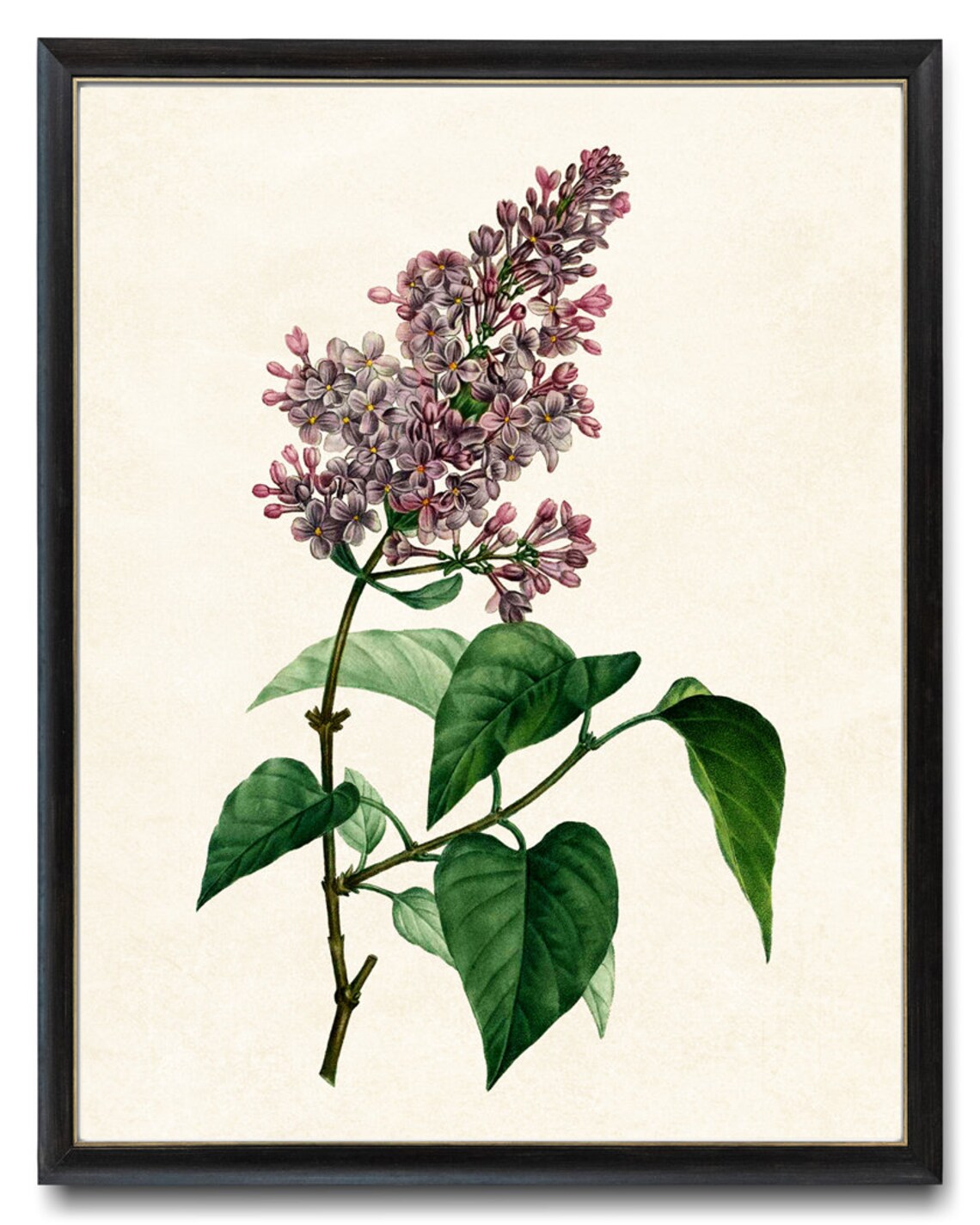 Lilac Vintage Lilacs Illustration Botanical Art Print