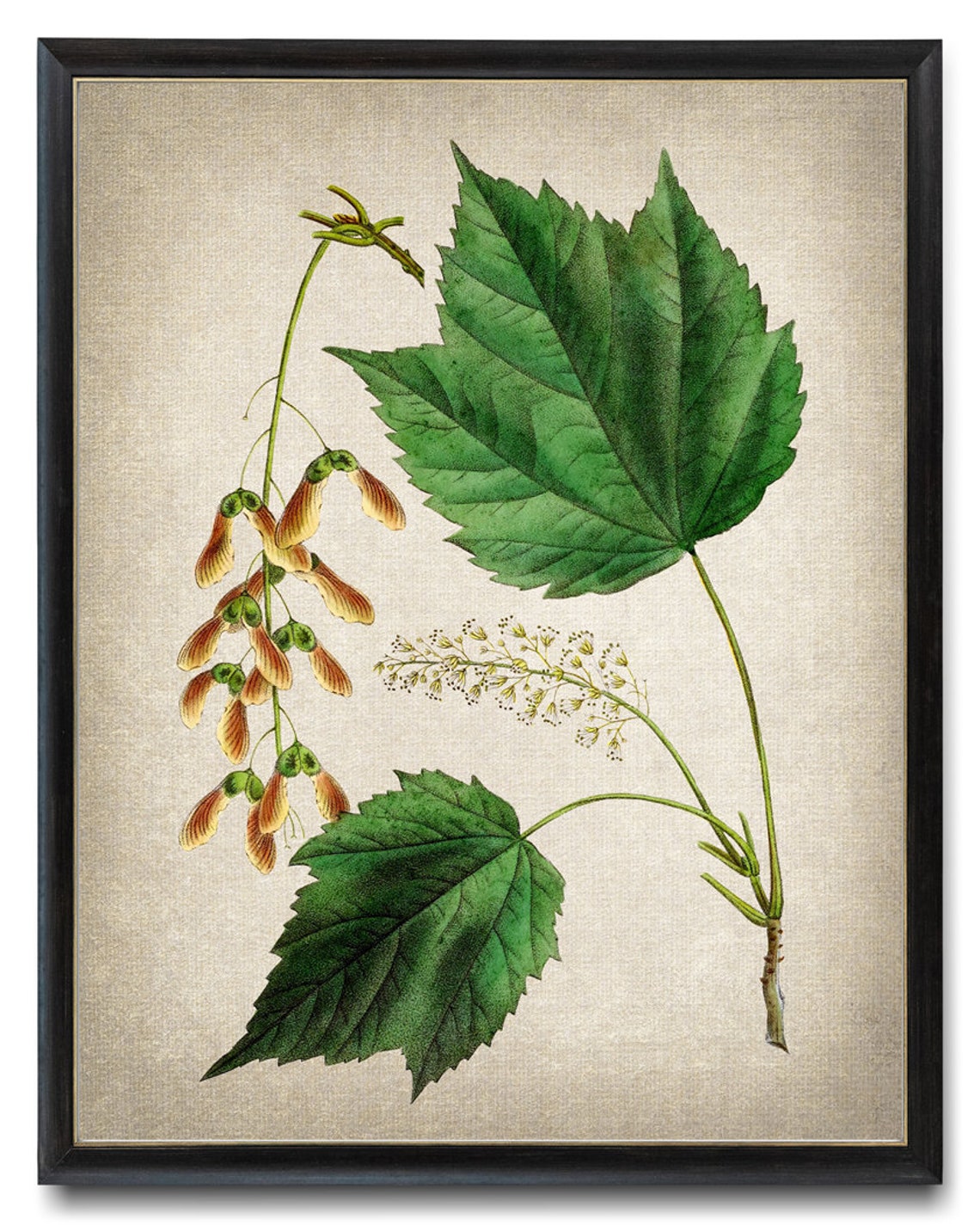Mountain Maple Leaves Samaras Antique Botanical Illustration Print