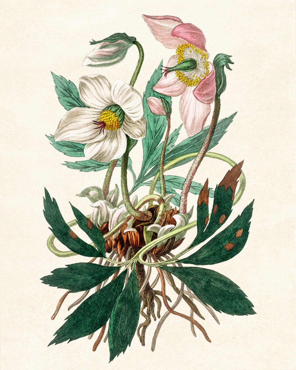 Christmas Rose Hellebore White Blooms Vintage Botanical Art Poster - Image 2
