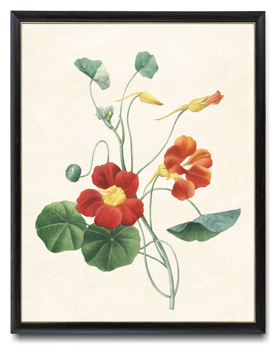 Garden Nasturtium Vintage Botanical Art Print