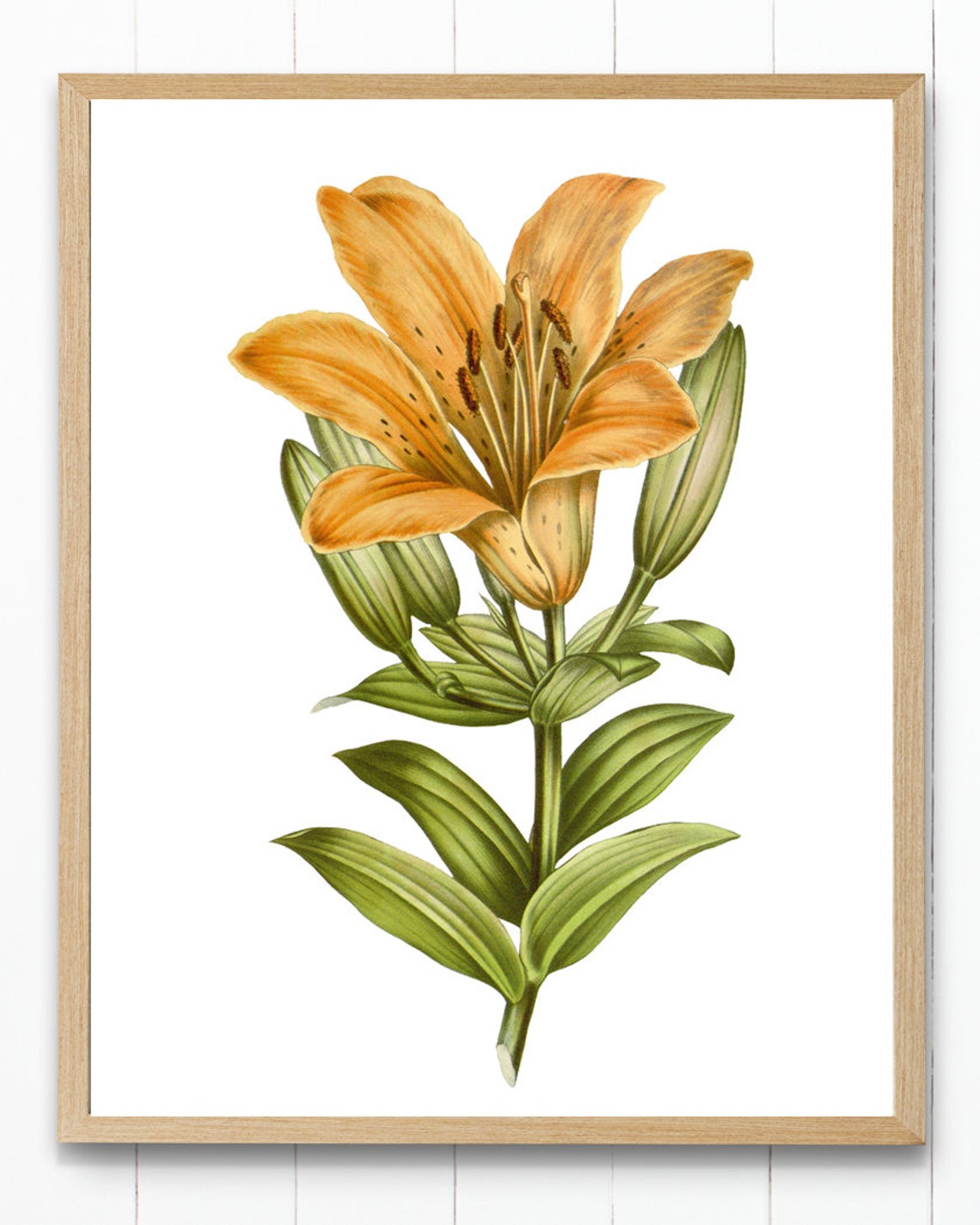 Radiant Orange Lily Bloom Classic Vintage Botanical Flower Poster - Image 4