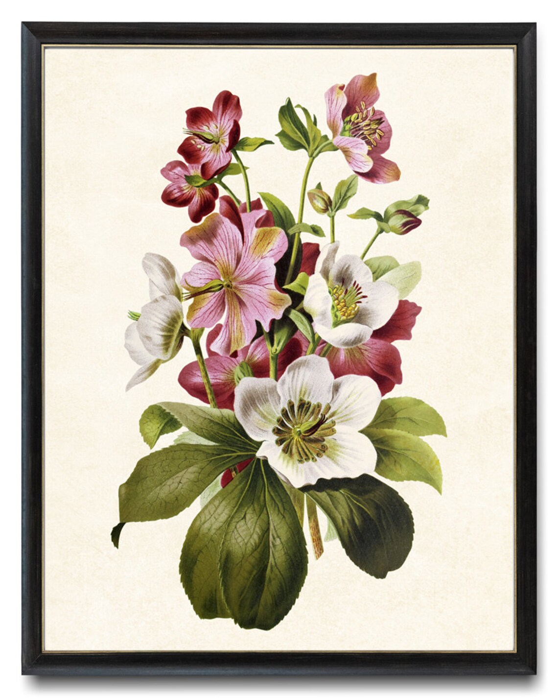 Hellebore Flowers Vintage Botanical Art Print