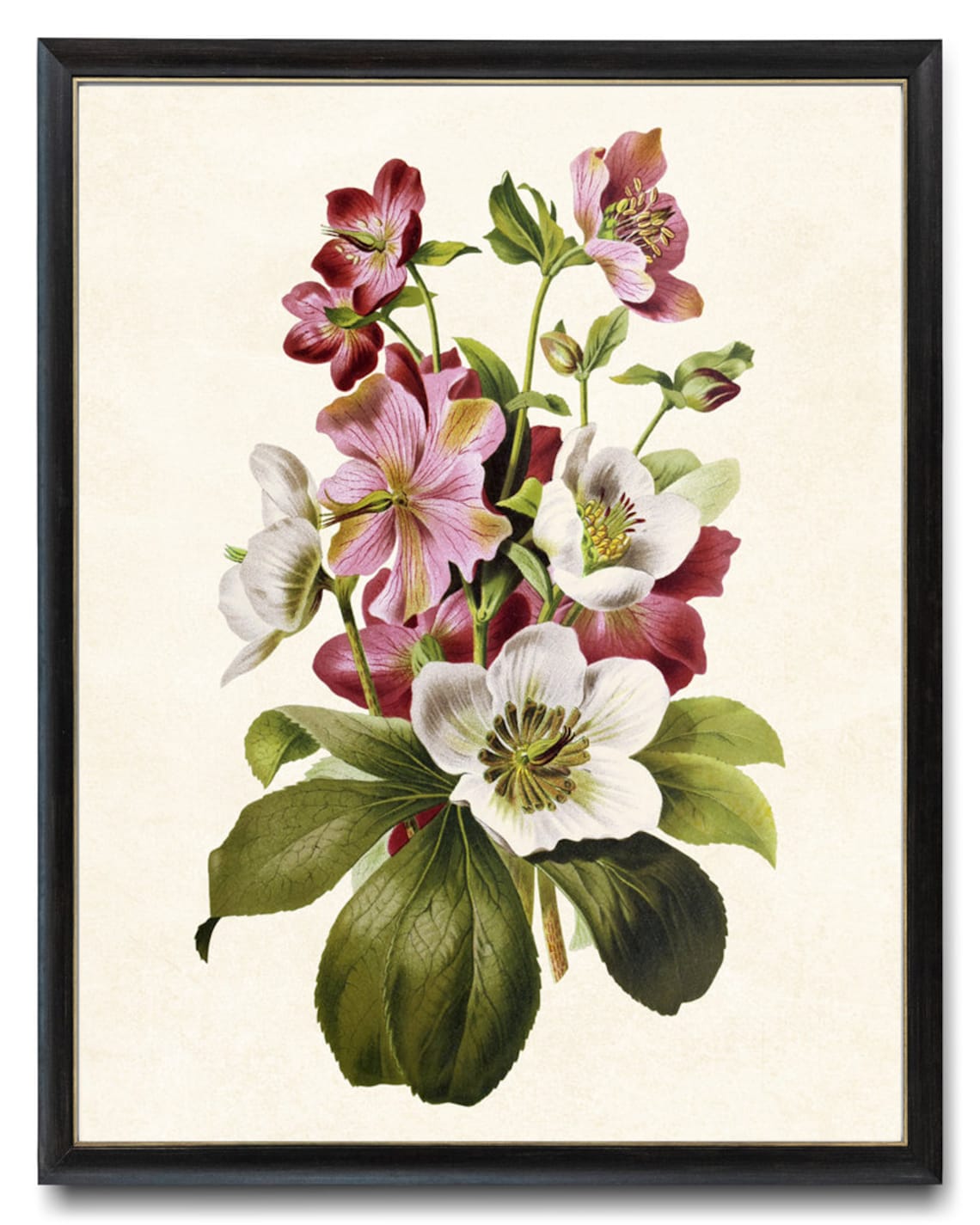 Pink Hellebore Winter Roses Vintage Botanical Illustration Poster