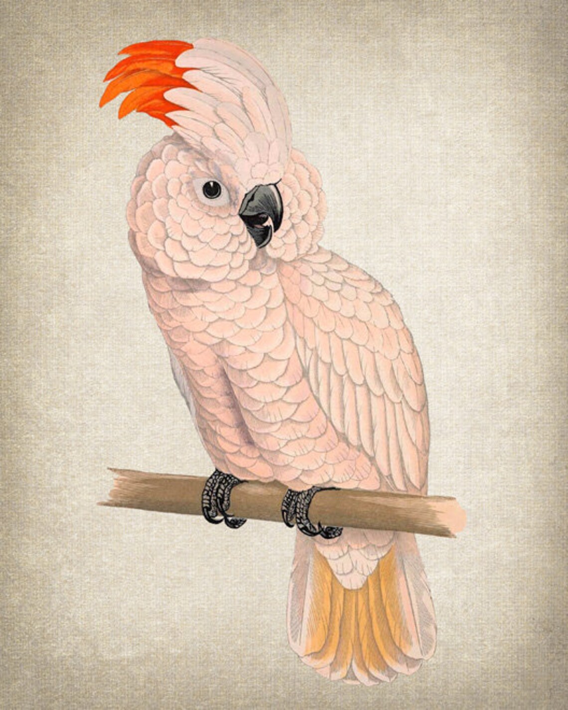 Salmon Crested Cockatoo Vintage Illustration Art Print - Image 2