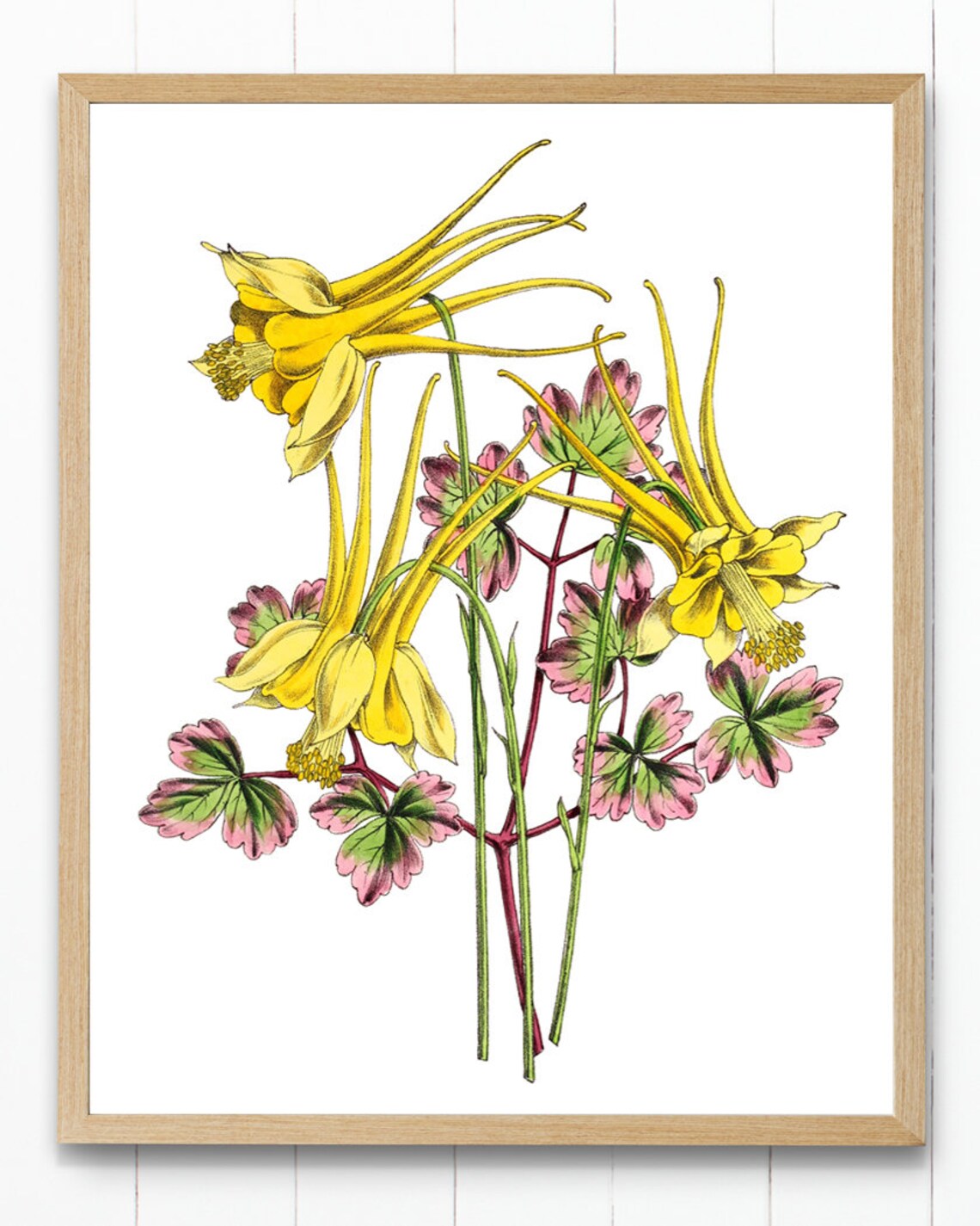 Yellow Columbine Flowers Vintage Botanical Art Print - Image 4