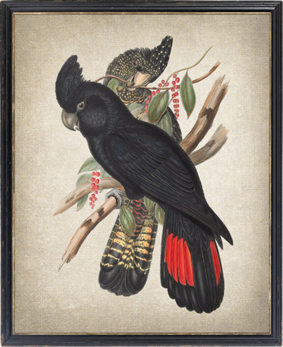 Red Tailed Black Cockatoo Vintage Illustration Art Print
