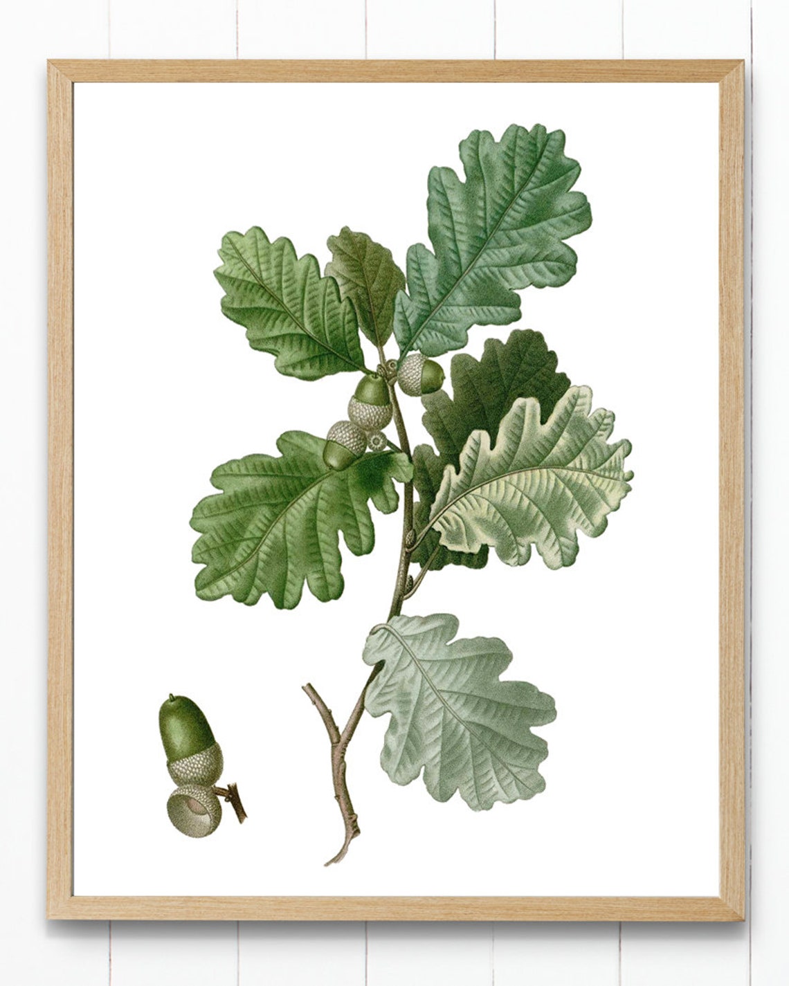 English Oak Acorn Leaves Antique Botanical Illustration Print - Image 3