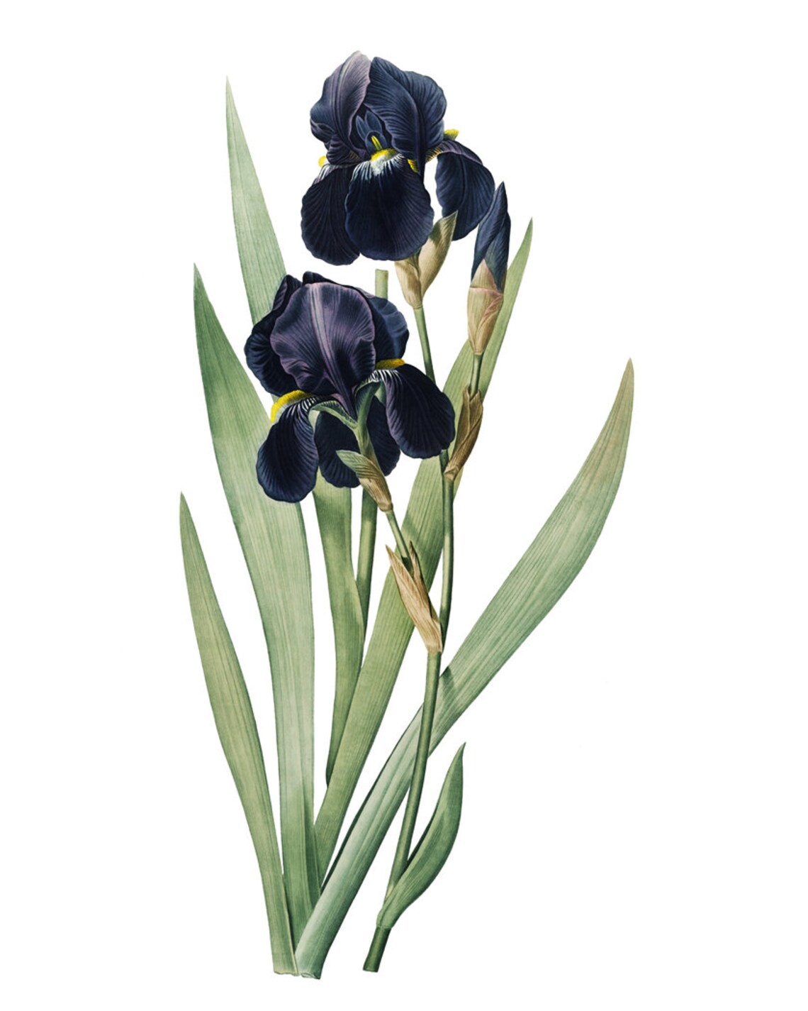 Dark Blue Iris Antique Flower Illustration, Art Print - Image 2