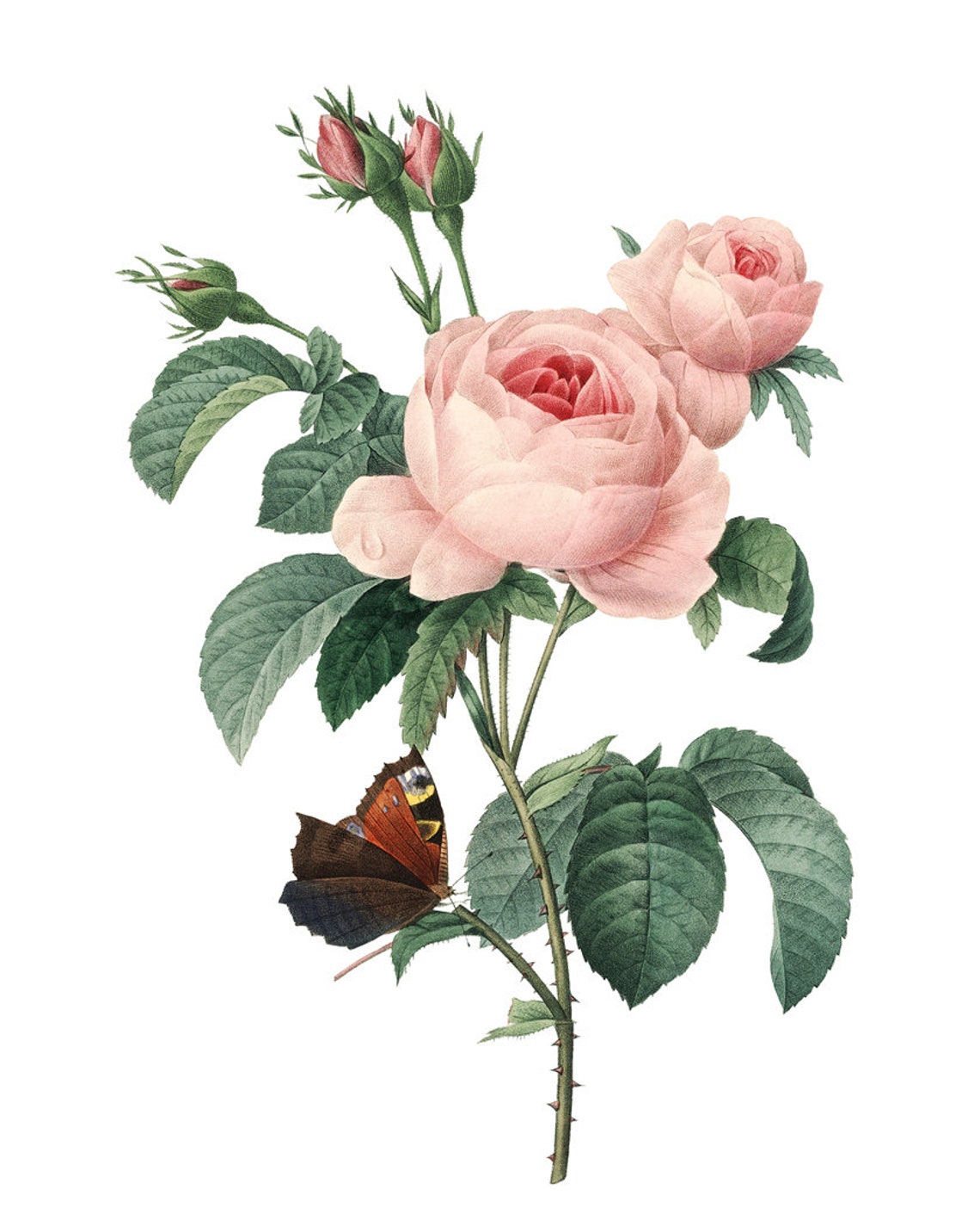 Pink Roses and Butterfly Redoute Style Vintage Botanical Poster - Image 2