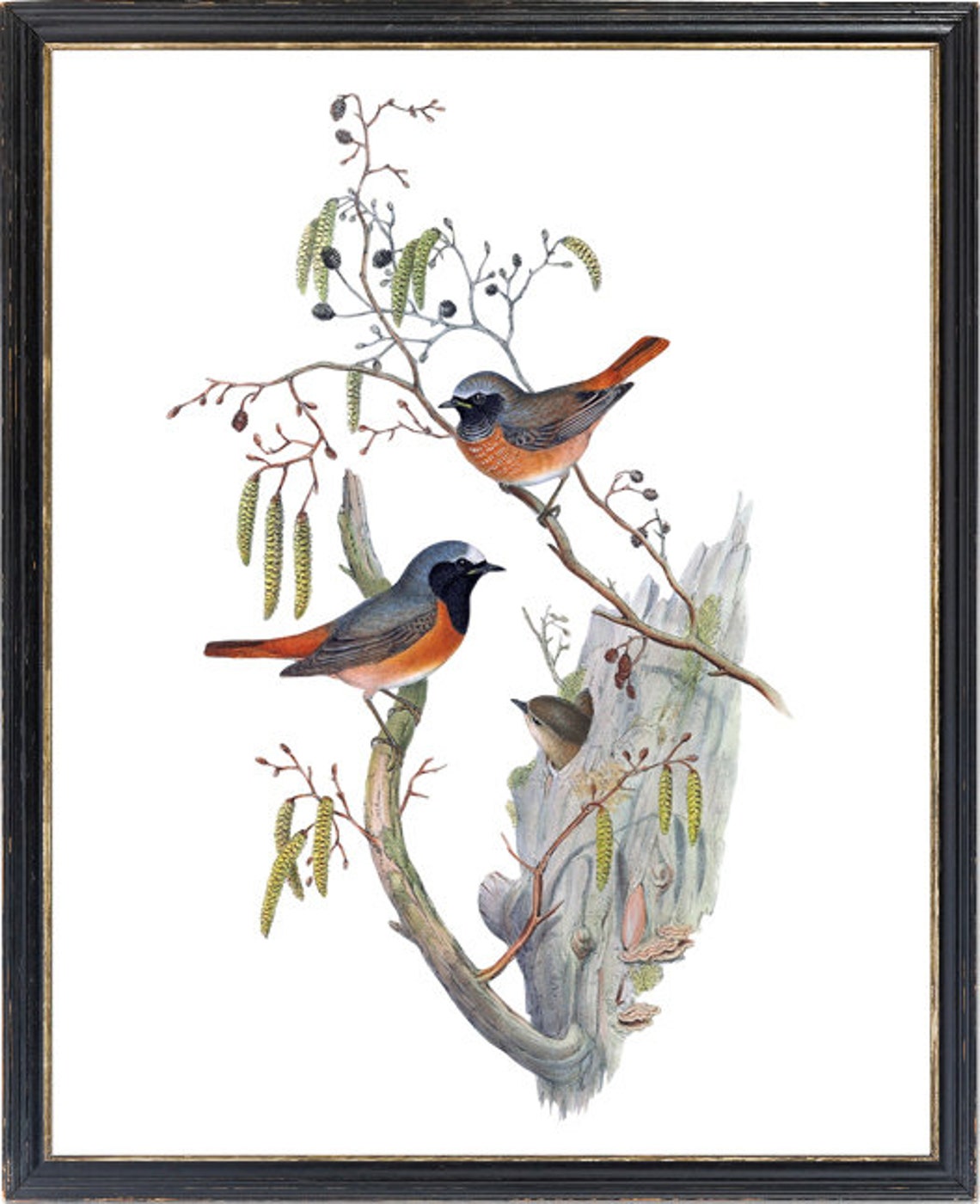 Common Redstart Bird Pair Classic Antique Ornithological Poster - Image 3