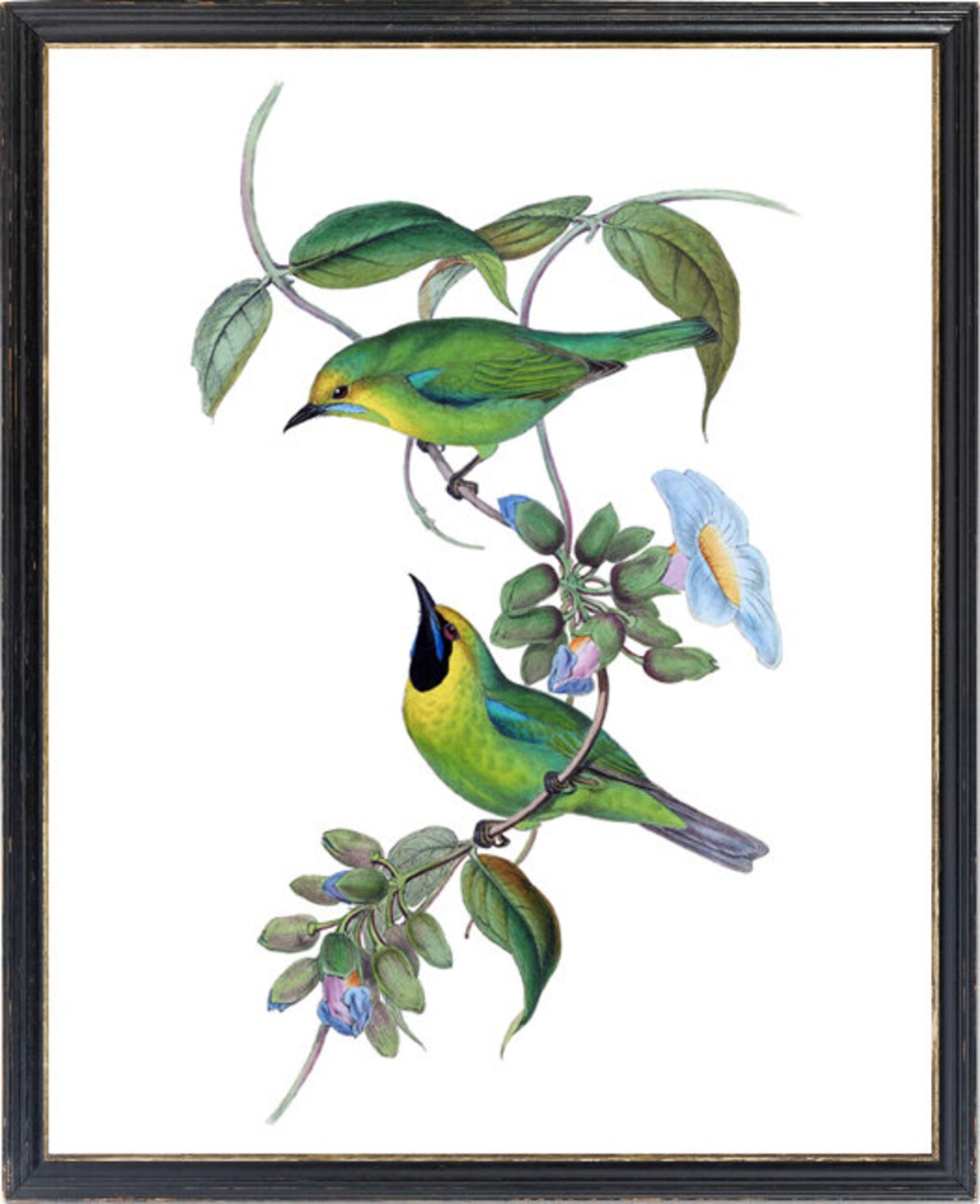 Green Songbird Pair Vintage Illustration Flowering Vine Bird Poster - Image 3