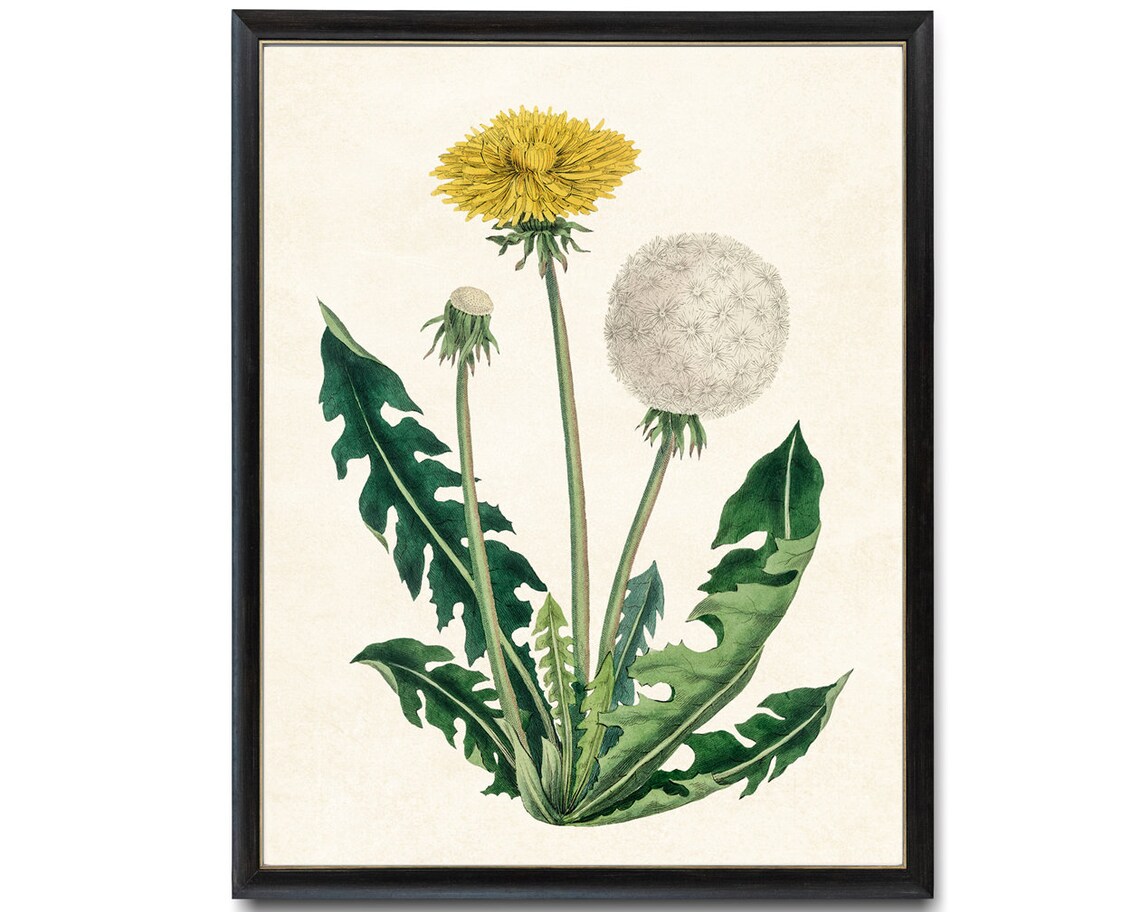 Vintage Dandelion Botanical Illustration Art Print