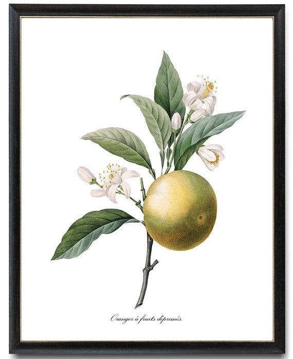 Orange Botanical Pj Redoute Art Oranger Antique Illustration Citrus Fruit Print Kitchen Wall Art