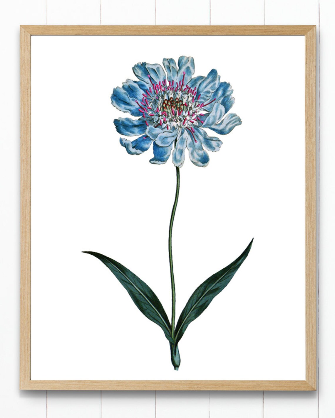 Blue Botanical Print, Vintage Pincushion Flower Art - Image 4