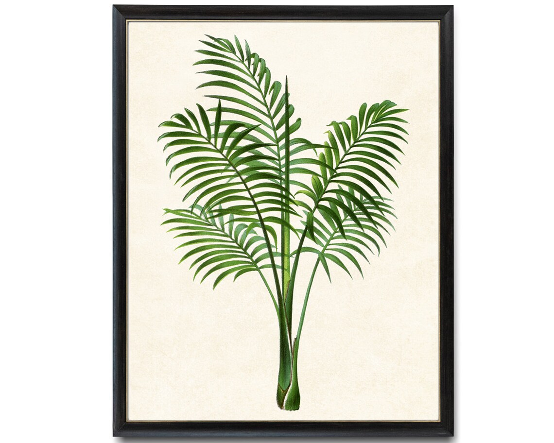 8x10 Art Print Tropical Palm Plant Vintage Botanical Illustration Wall Art