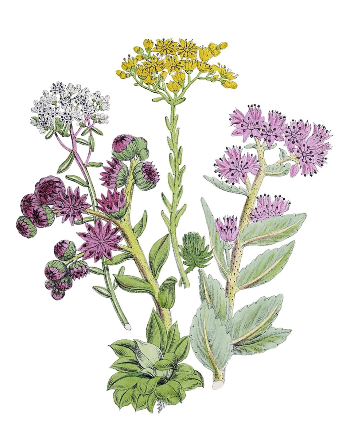Flowering Succulents Vintage Botanical Art Print - Image 2
