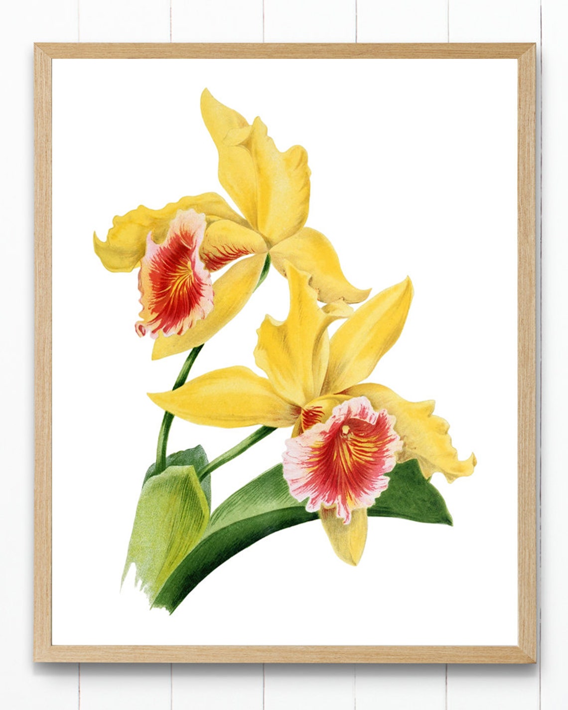Yellow Cattleya Orchid Blooms Classic Vintage Botanical Poster - Image 4