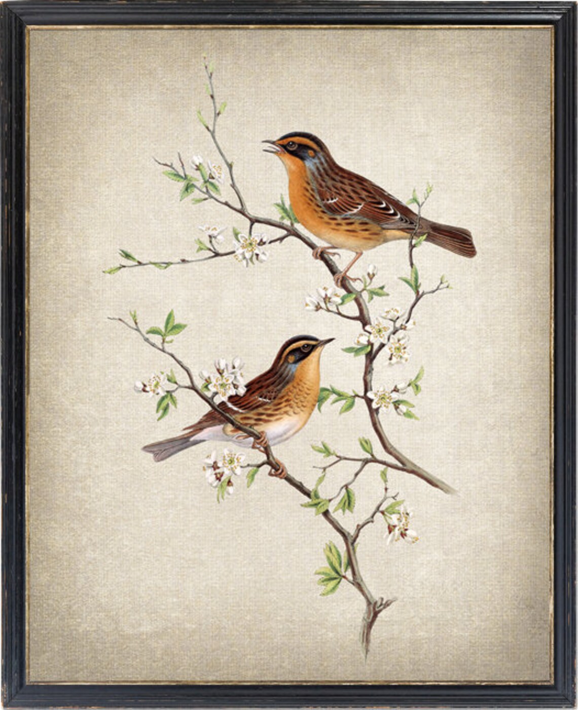Mountain Accentor Birds Vintage Illustration Poster