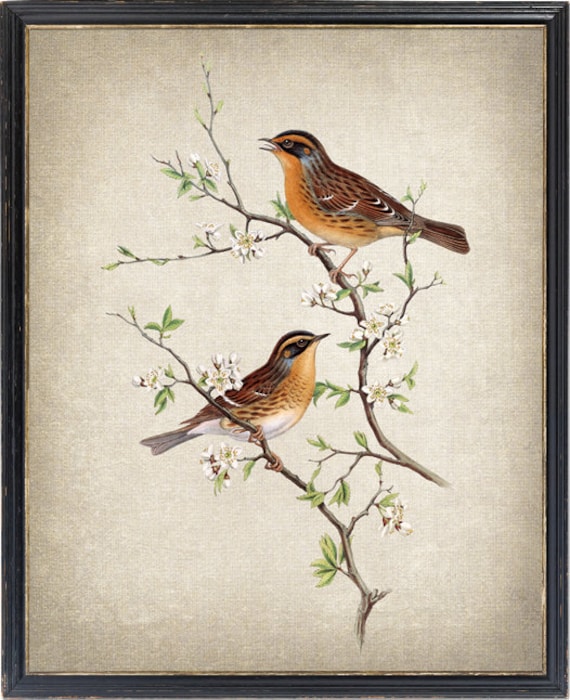 Mountain Accentor Birds Vintage Illustration Poster