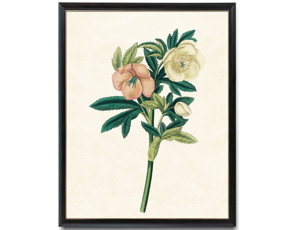 White and Peach Hellebore Lenten Rose Blooms Vintage Botanical Poster