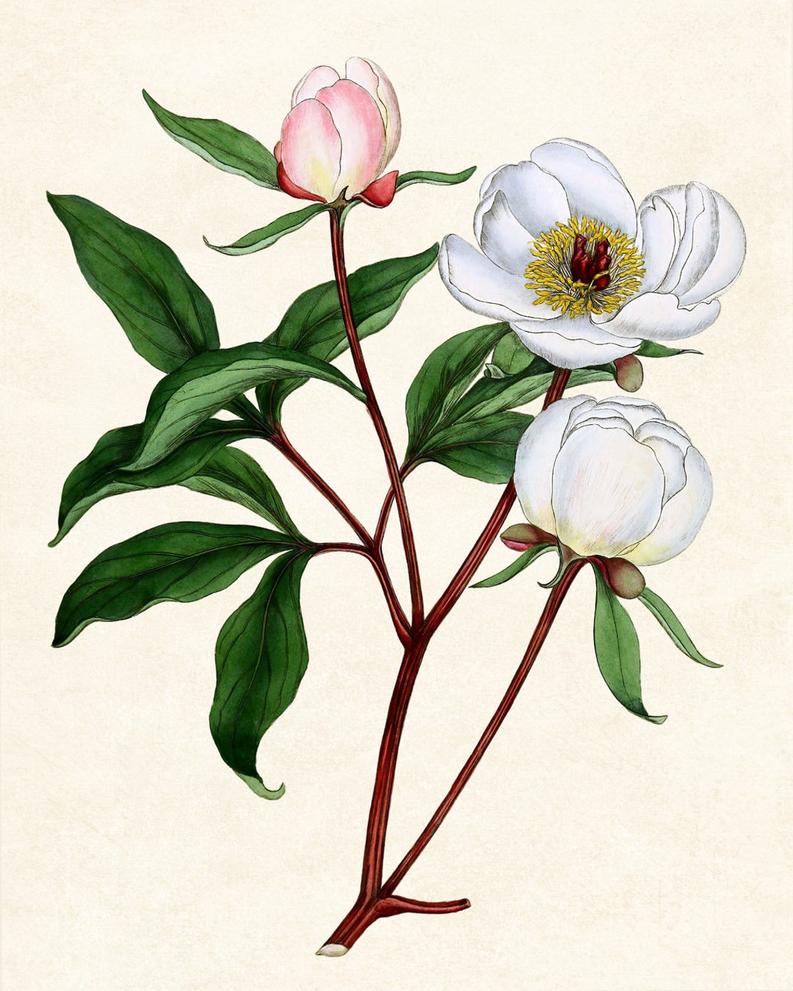 Vintage White Peony Botanical Illustration Flower Wall Poster - Image 3