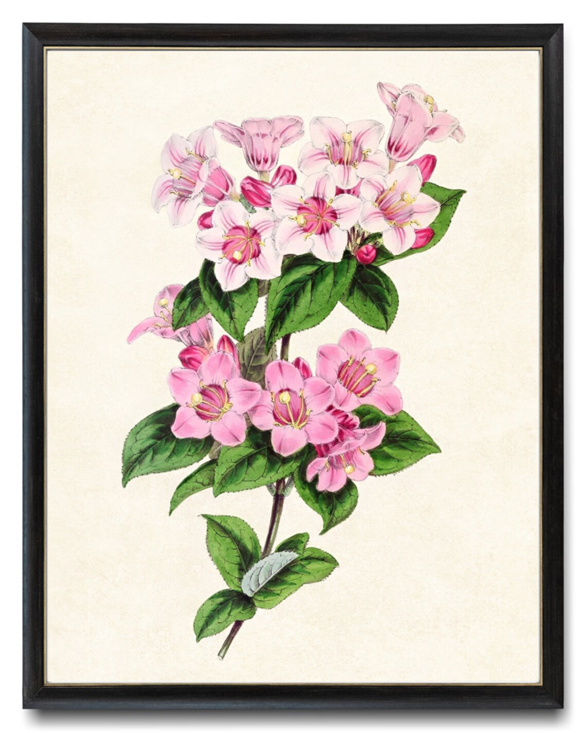Vintage Pink Weigela Blossom Cluster Botanical Illustration Poster