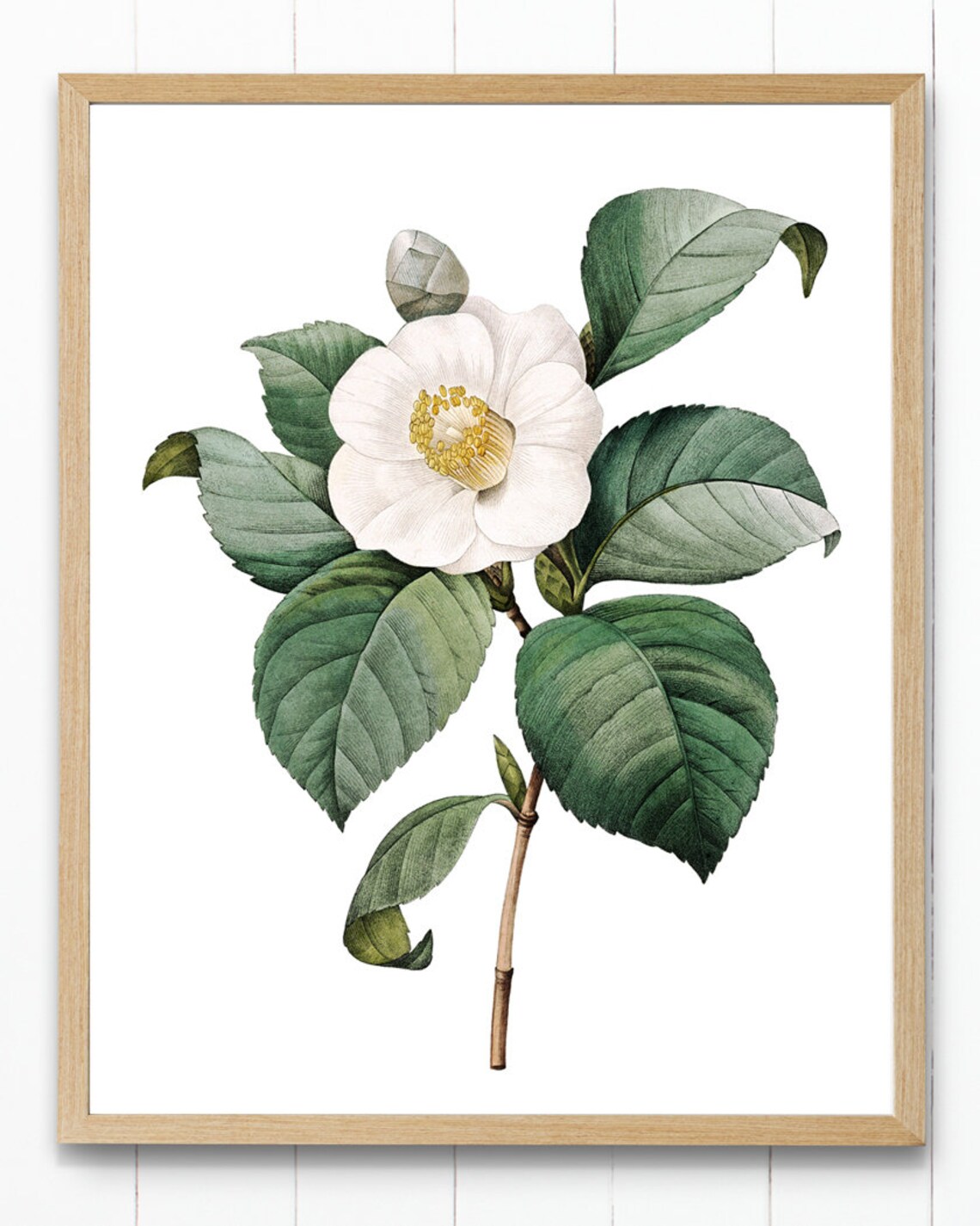 White Camellia Vintage Illustration Art Print - Image 2
