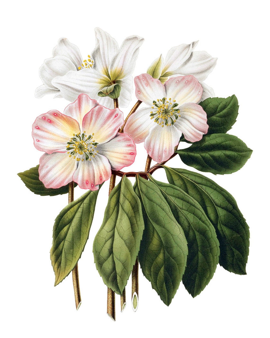 Pink White Hellebore Flowers Vintage Botanical Illustration Poster - Image 2