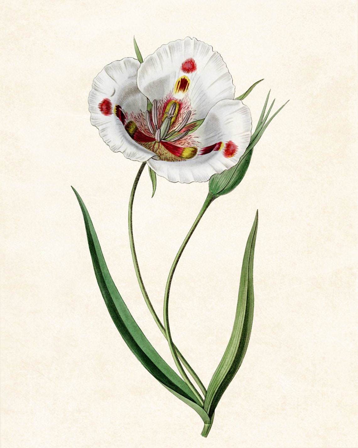 White Mariposa Lily Wildflower Grand Antique Botanical Study Poster - Image 3