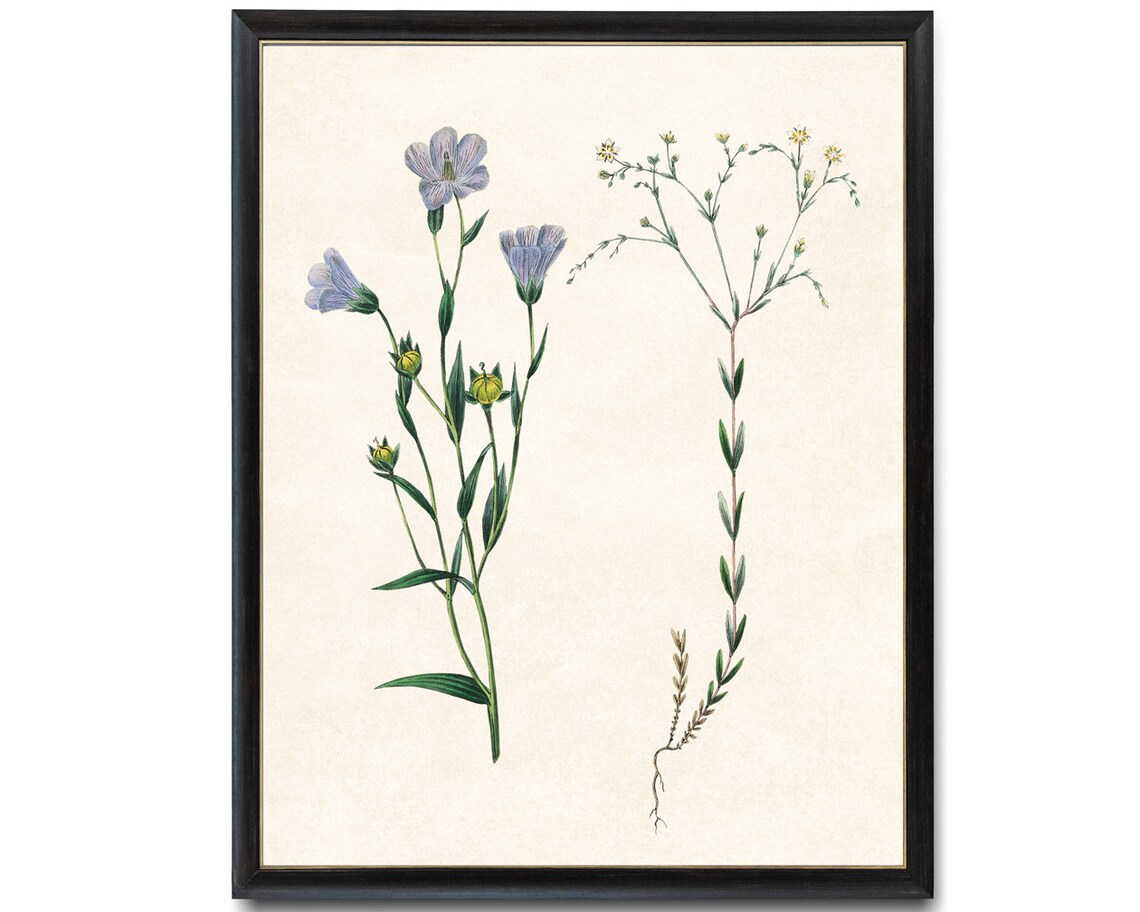 Flowering Flax Vintage Botanical Illustration Art Print