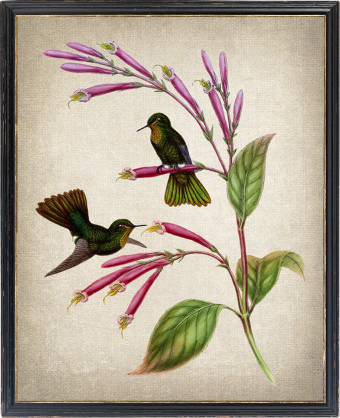 Vintage Green Hummingbird Pair Pink Trumpet Flower Art Poster