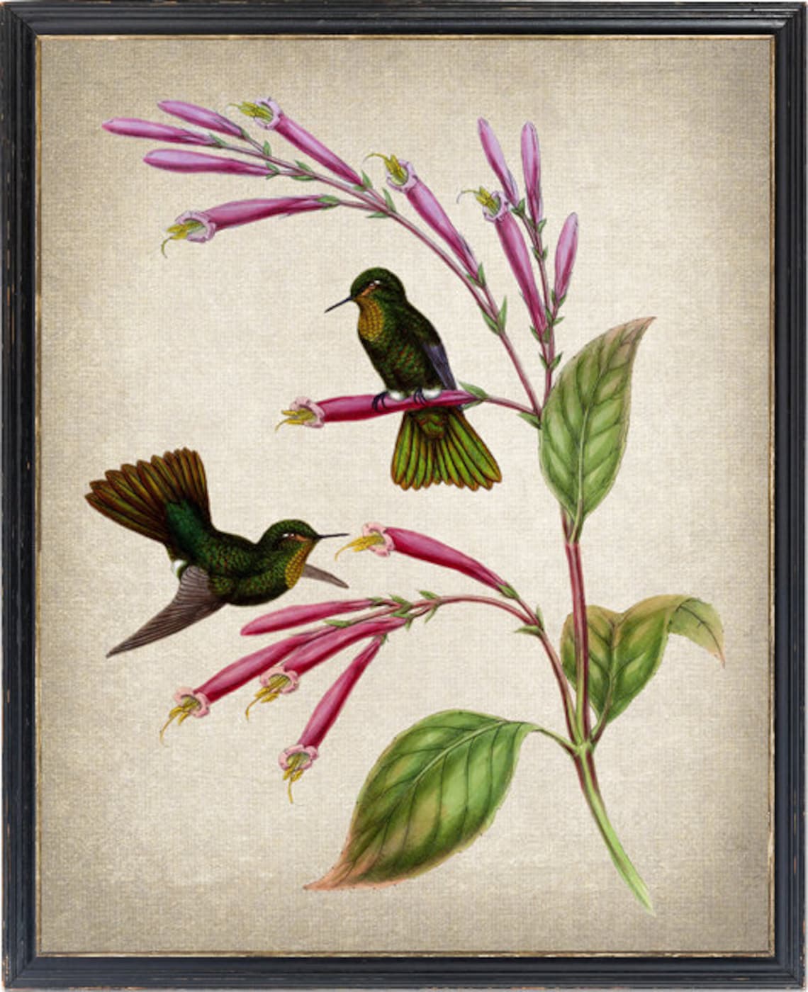 Vintage Hummingbird Pair Pink Trumpet Flowers Antique Bird Poster