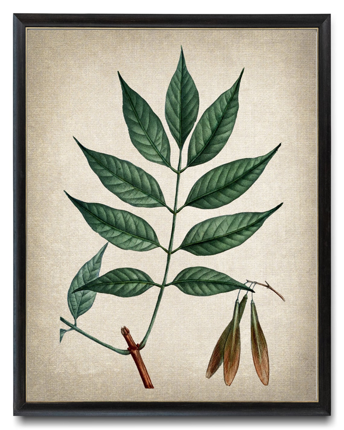 Ash Tree Leaves and Seed Pods Vintage Botanical Illustration Poster